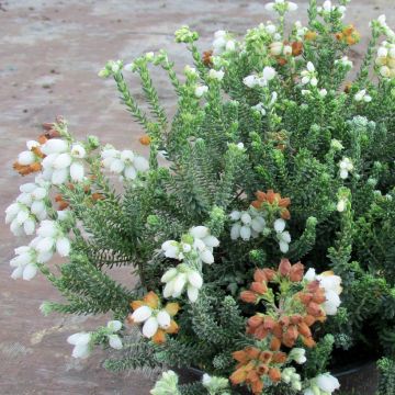 Bruyère des marais - Erica tetralix