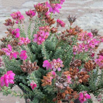 Bruyère des marais - Erica tetralix