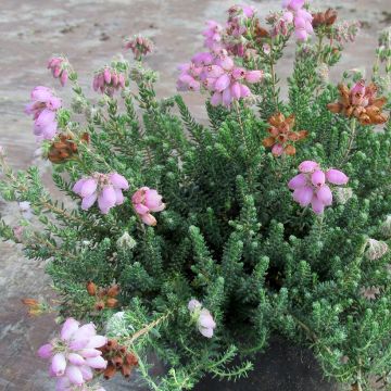 Bruyère des marais - Erica tetralix