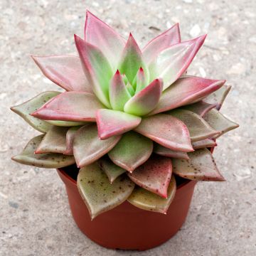 Echeveria Mars Galaxy Echeveria Mars Galaxy