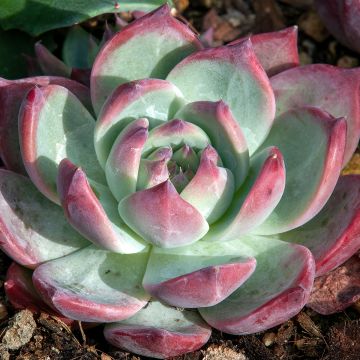 Echeveria Nina Echeveria Nina