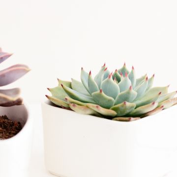 Echeveria Parva Echeveria Parva