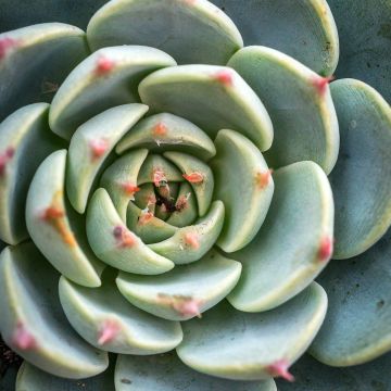 Echeveria lilacina Echeveria lilacina