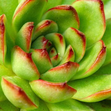 Echeveria agavoides Red Tip Echeveria agavoides Red Tip