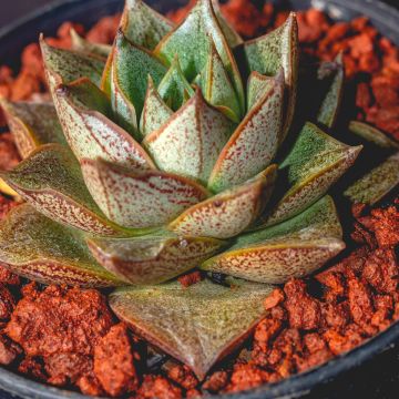 Echeveria purpusiorum Echeveria purpusiorum