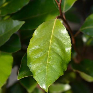 Elaeagnus ebbingei Maryline (abrela) - Chalef de Ebbing panaché