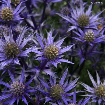 Eryngium bourgatii - Panicaut