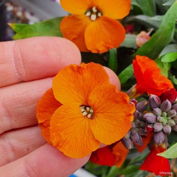Giroflée vivace - Erysimum Colour Vibe Orange