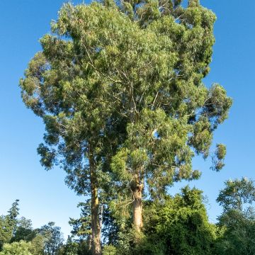 Eucalyptus denticulata - Gommier brillant d'Errinundra