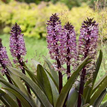 Eucomis Burgundy Wine Eucomis Burgundy Wine