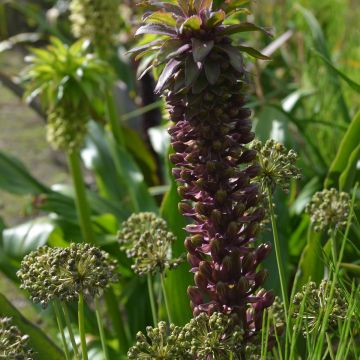 Eucomis comosa Indian Summer - Fleur ananas