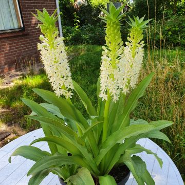Eucomis comosa Johannesburg - Fleur ananas Eucomis comosa Johannesburg - Fleur ananas