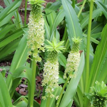 Eucomis comosa Tugela Jade - Fleur ananas