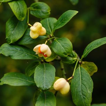 Euonymus europaeus Albus - Fusain d'Europe Euonymus europaeus Albus - Fusain d'Europe