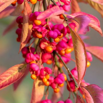 Euonymus europaeus Red Cascade - Fusain d'Europe