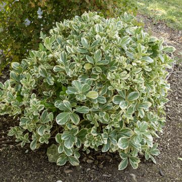Euonymus japonicus Bravo - Fusain du Japon panaché.