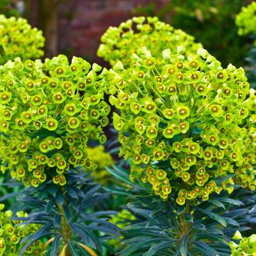 Euphorbe, Euphorbia characias ssp. wulfenii Euphorbe, Euphorbia characias ssp. wulfenii