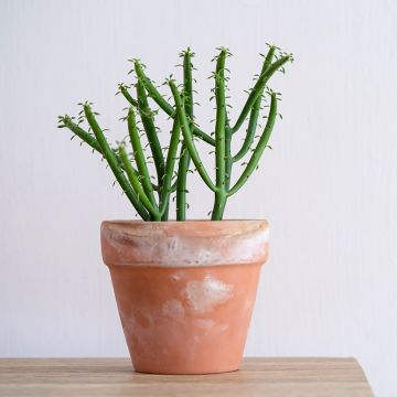 Euphorbia tirucalli - Plante crayon