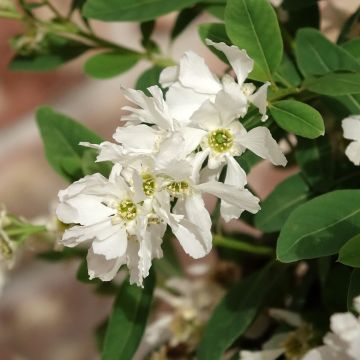 Exochorda x macrantha The Bride