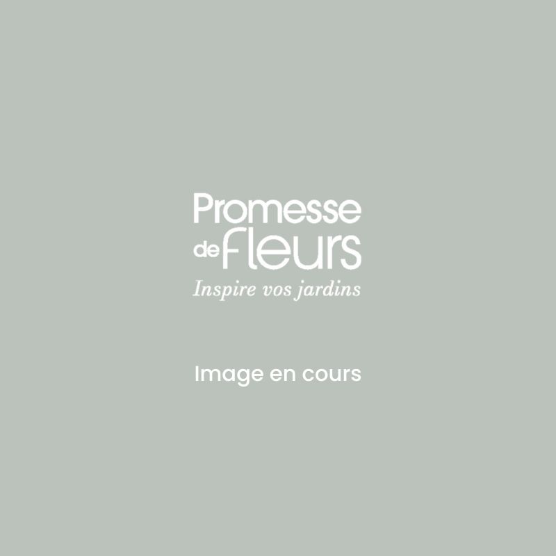 Framboisier nain remontant Lowberry Baby Dwarf