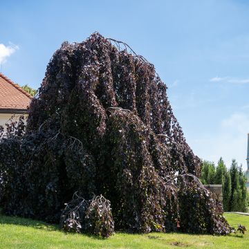 Fagus sylvatica Purple Fountain - Hêtre pourpre pleureur