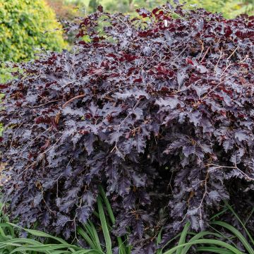 Fagus sylvatica Rohan Weeping - Hêtre pourpre pleureur Fagus sylvatica Rohan Weeping - Hêtre pourpre pleureur