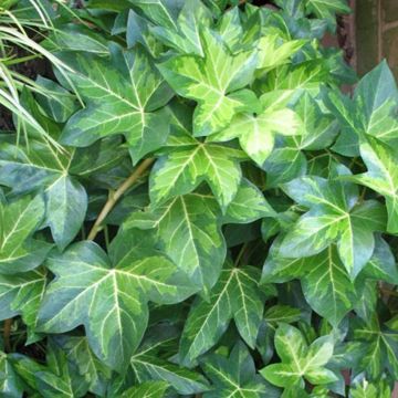 Fatshedera lizei Variegata - Lierre arborescent panaché Fatshedera lizei Variegata - Lierre arborescent panaché