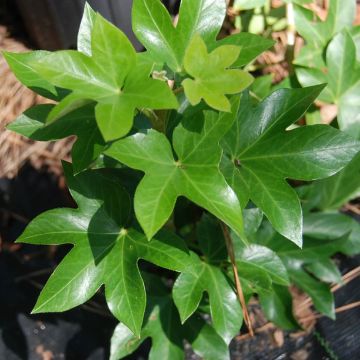 Fatshedera lizei Variegata - Lierre arborescent panaché