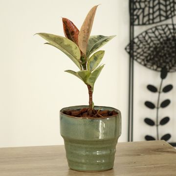 Ficus Shivereana - Caoutchouc panaché