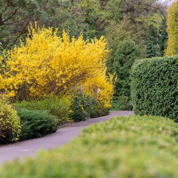 Forsythia intermedia Forbeesia - Mimosa de Paris Forsythia intermedia Forbeesia - Mimosa de Paris
