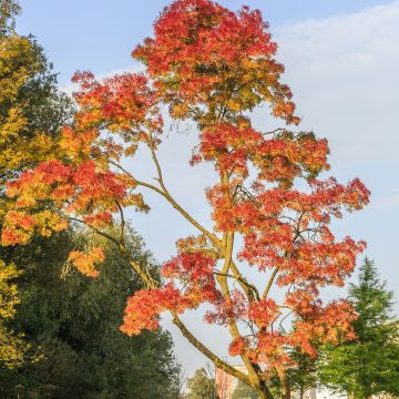 Frêne - Fraxinus angustifolia Raywood Frêne - Fraxinus angustifolia Raywood