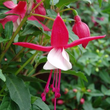 Fuchsia Bella Sacha