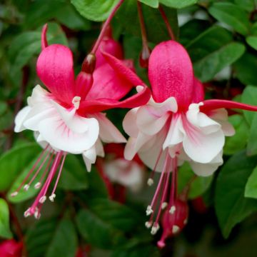 Fuchsia Bella Sacha