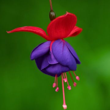 Fuchsia Bella Sacha