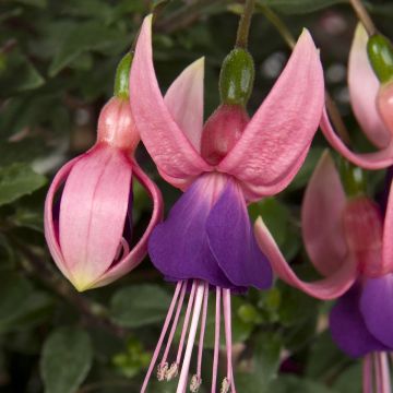 Fuchsia semi-retombant Bella Diana