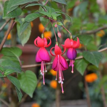 Fuchsia rustique Shrimp Cocktail