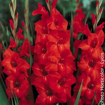 Glaïeul rouge- orangé - Gladiolus Victor Borge Glaïeul rouge- orangé - Gladiolus Victor Borge