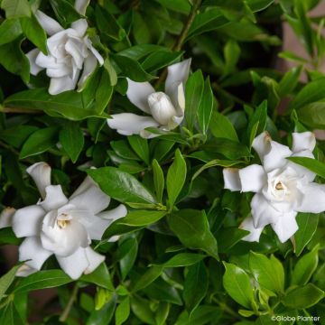 Gardenia jasminoides Double Diamonds  