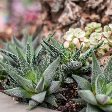 Gasteria D. Delta Gasteria D. Delta