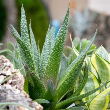 Gasteria D. Due Gasteria D. Due