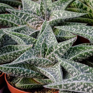 Gasteria D. Nella Gasteria D. Nella