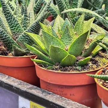 Gasteria D. Tiga Gasteria D. Tiga