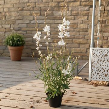 Gaura lindheimeri Steffi White