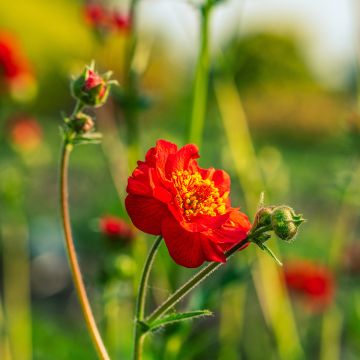 Geum Flore-Plena Blazing Sunset Geum Flore-Plena Blazing Sunset