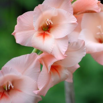 Glaïeul ou Gladiolus Break of Dawn