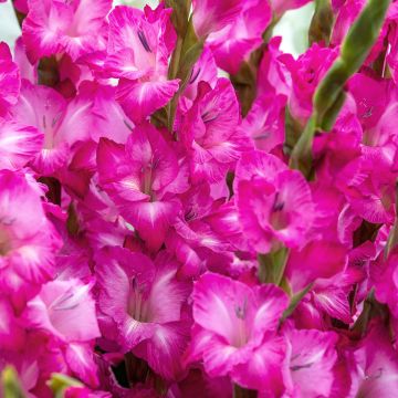 Glaïeul ou Gladiolus Break of Dawn Glaïeul ou Gladiolus Break of Dawn