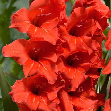 Glaïeul ou Gladiolus Break of Dawn Glaïeul ou Gladiolus Break of Dawn