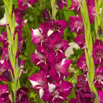 Glaïeul ou Gladiolus Dared Glaïeul ou Gladiolus Dared