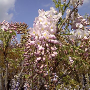 Glycine du Japon - Wisteria venusta