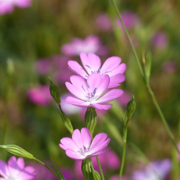 Graines d'Agrostemma Rose du Ciel - Coquelourde